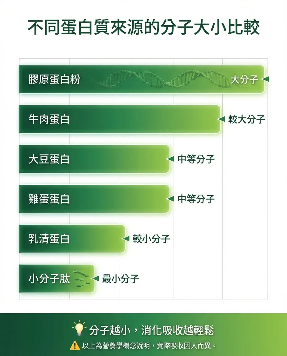 不同蛋白質來源吸收率比較圖解