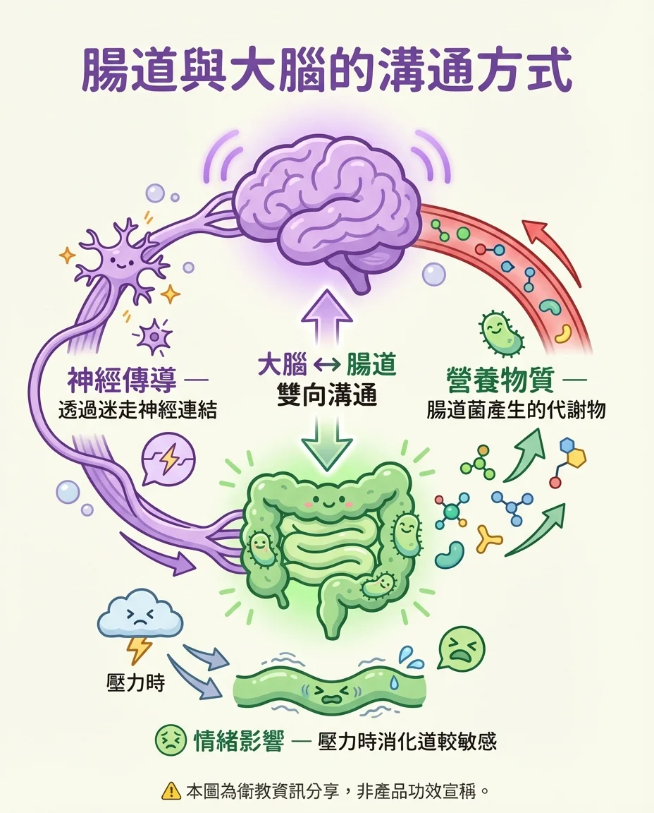 腸腦軸三條溝通管道圖解